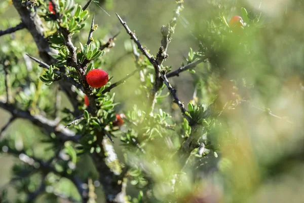 Piquilln, fruits in the Calden Forest, Pampas, Patagonia