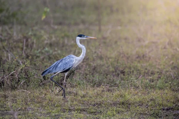 Weißhalsreiher Grünlandumgebung Pantanal Brasilien — Stockfoto