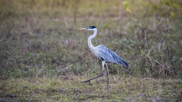 Czapka Biała Szyjka Środowisku Użytków Zielonych Pantanal Brazylia — Zdjęcie stockowe