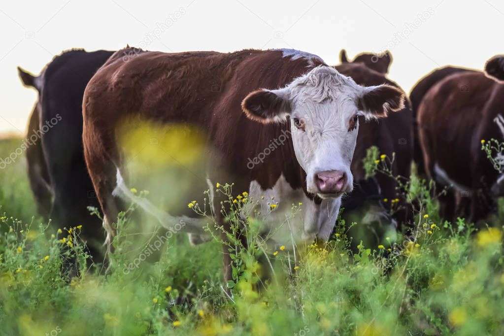 Cows in the Argentine countryside, Pampas, Argentina