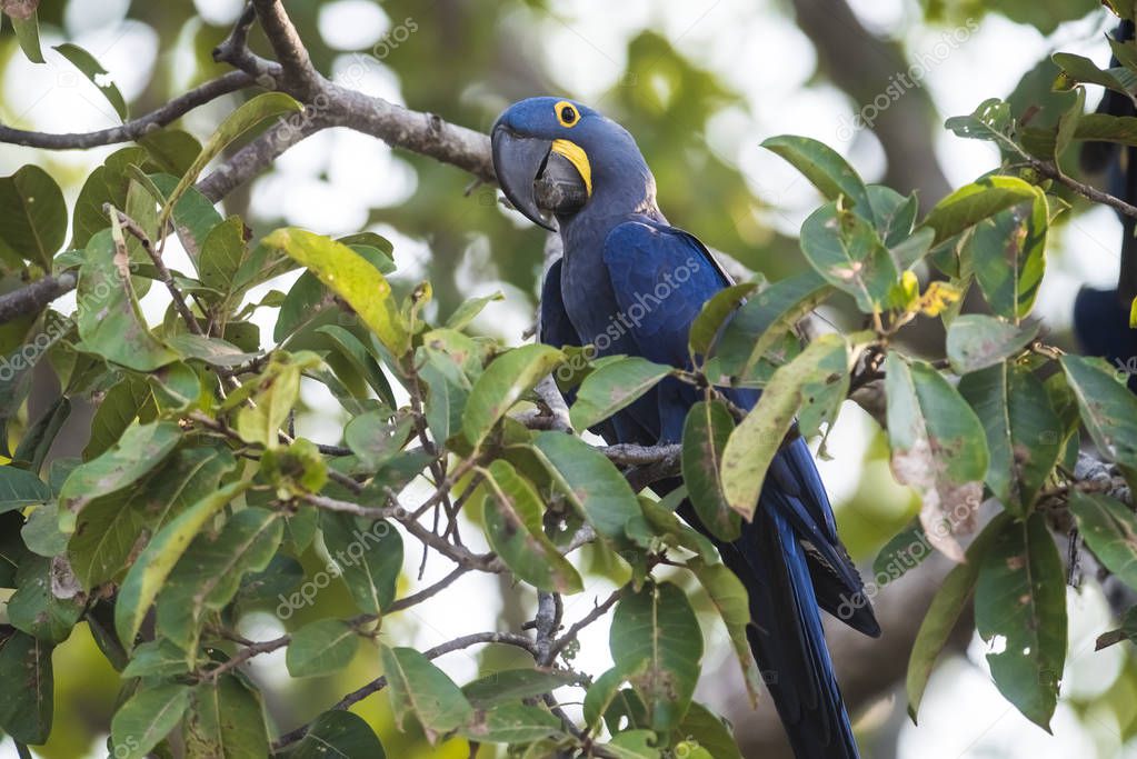 Hyacinth Macaw, Pantanal Forest, Brazil