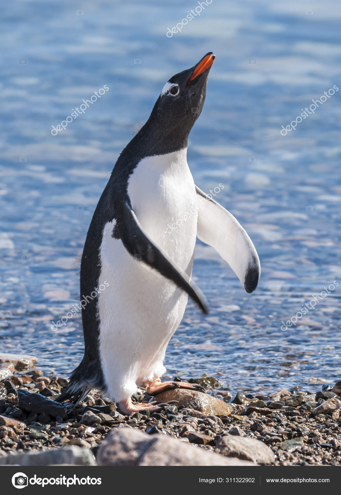 Gentoo Penguin Neko Harbor Antarctica Peninsula Stock Photo by