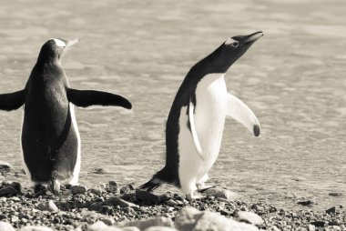  Gentoo Penguins at Antarctica clipart