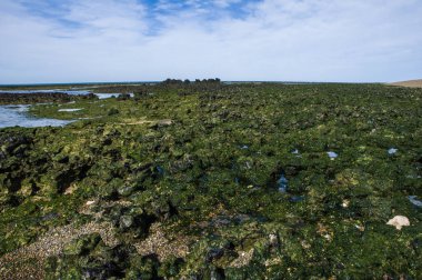 Sular çekilince taş yığınları, Valdes Yarımadası, Patagonya, Arjantin
