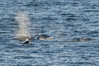 Katil balina, Antarktika alt türü, Antarktika.