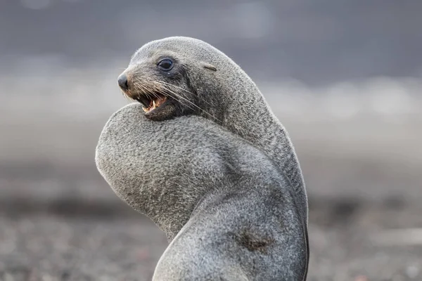 Antarctic Fur Seals Arctophoca Gazella Deception Island Beach — Stock Photo, Image