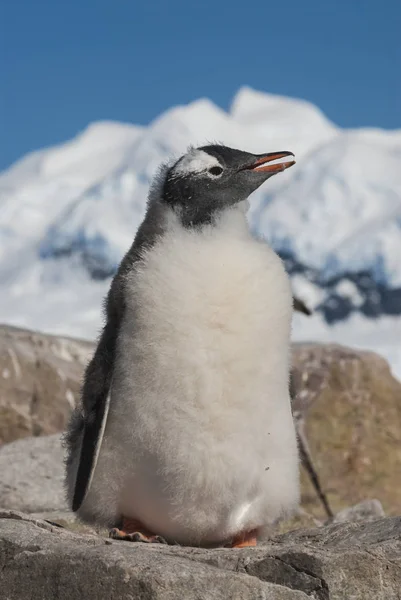 Gentoo Penguin Pygoscelis Papua Neko Harbour Antarctique — Photo