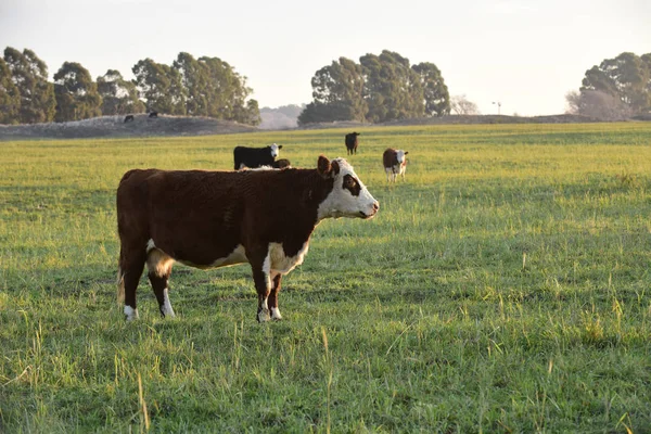 Bestiame Produzione Carne Argentina Nella Campagna Buenos Aires — Foto Stock