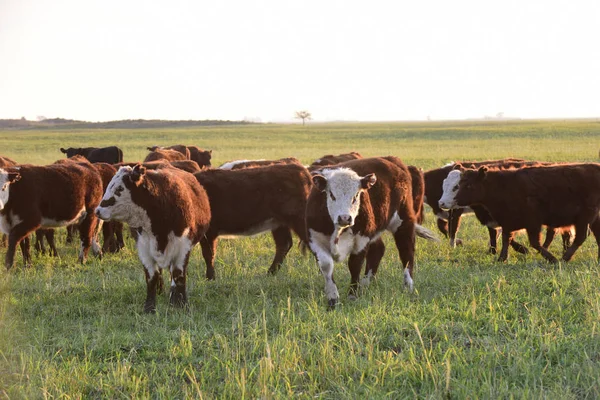 Boskap Argentinsk Köttproduktion Buenos Aires Landsbygd — Stockfoto