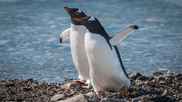 Ezelspinguïns Antarctica — Stockfoto