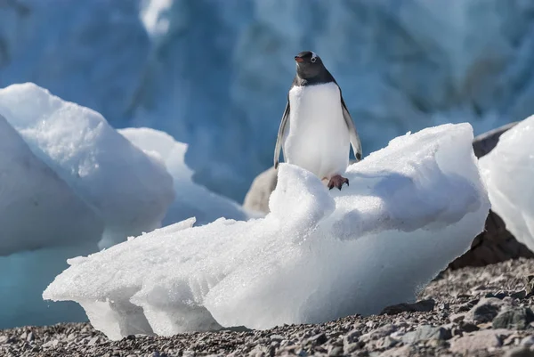 Gentoo Penguin Στο Λιμάνι Neko Ανταρκτική Χερσόνησο — Φωτογραφία Αρχείου