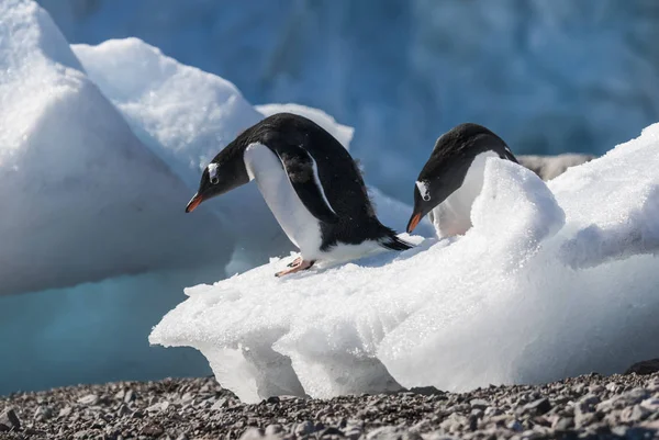 南極の幻灯ペンギン — ストック写真