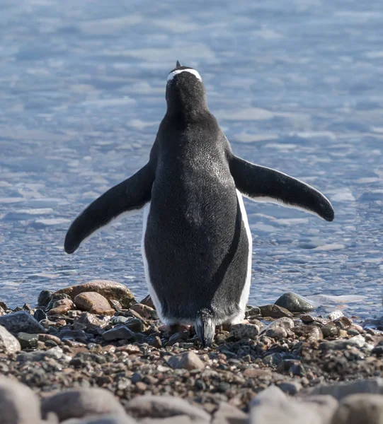 Pinguim Gentoo Porto Neko Península Antártica — Fotografia de Stock