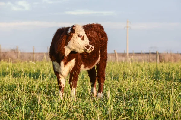 Production Viande Argentine Dans Campagne Buenos Aires — Photo