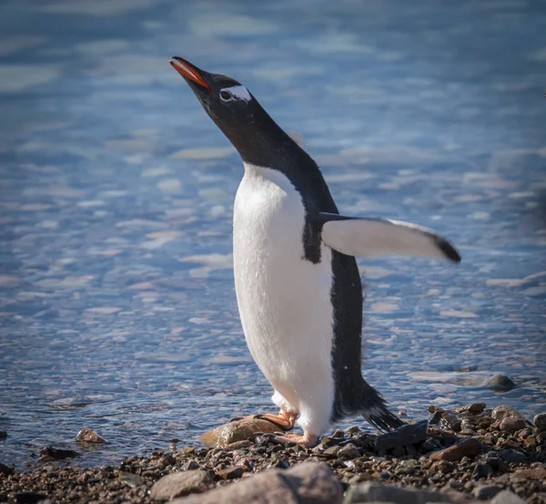 Gentoo Penguin Neko Harbor Antarctica Schiereiland — Stockfoto