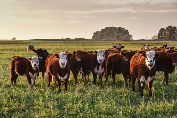 Boskap Argentinsk Köttproduktion Buenos Aires Landsbygd — Stockfoto