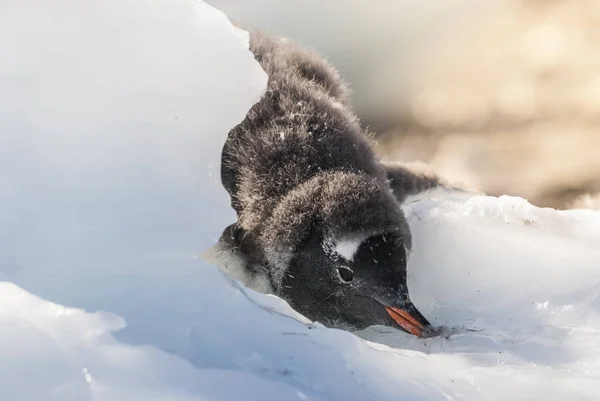 Pinguino Gentoo Nel Porto Neko Penisola Dell Antartide — Foto Stock