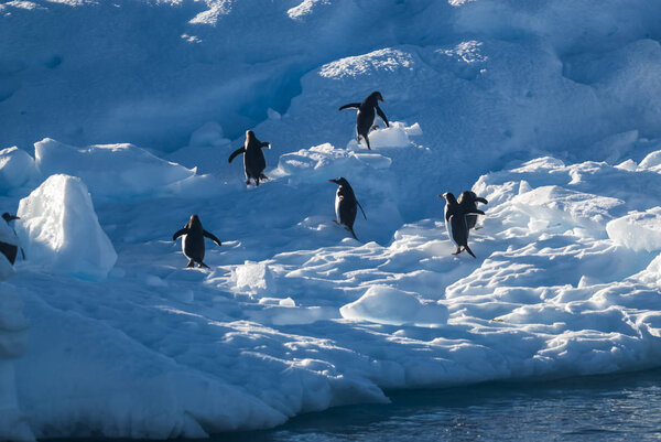  Пингвины в Антарктиде

