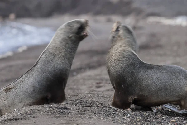 Ανταρκτική Γούνα Φώκιες Arctophoca Gazella Deception Island Παραλία — Φωτογραφία Αρχείου