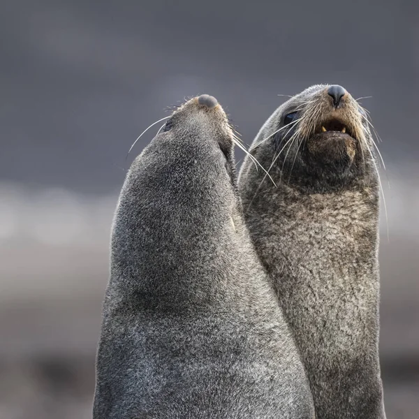 Антарктичні Тюлені Хутра Арктофокока Газелла Пляжі Острова Обману — стокове фото
