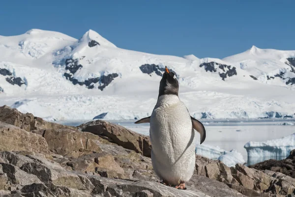 Gentoo Penguin Neko Harbor Antarctica Peninsula — стокове фото