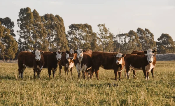 Steers Feeding Natural Grass Buenos Aires Province Argentina — Stock Photo, Image