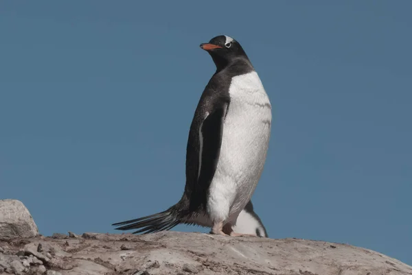 Пингвин Гавани Неко Антарктиде — стоковое фото