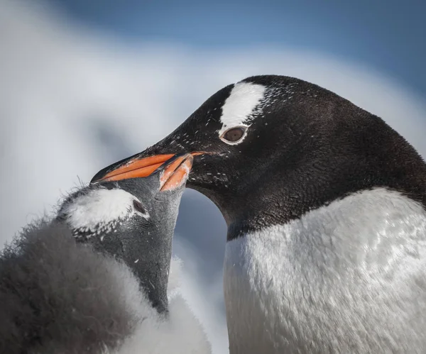 Gentoo Penguins Pygoscelis Papua Neko Hamn Antarktis — Stockfoto
