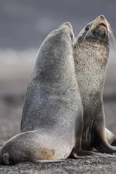 Антарктические Тюлени Arctophoca Gazella Пляже Антарктика — стоковое фото