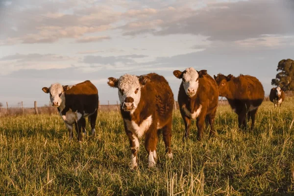 Stieren Die Zich Voeden Met Natuurgras Provincie Buenos Aires Argentinië — Stockfoto