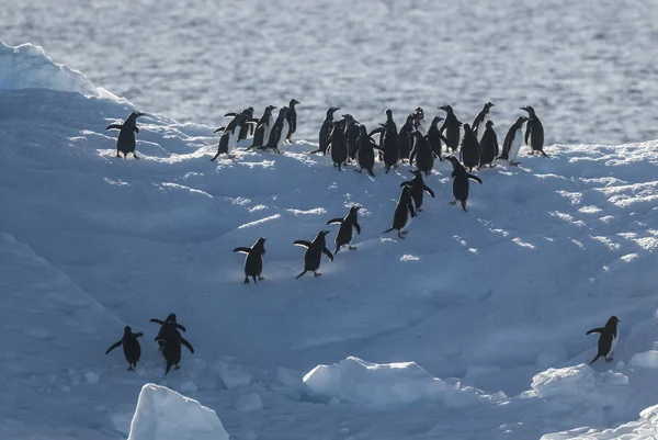 Gentoo Penguins Antarctica — стокове фото