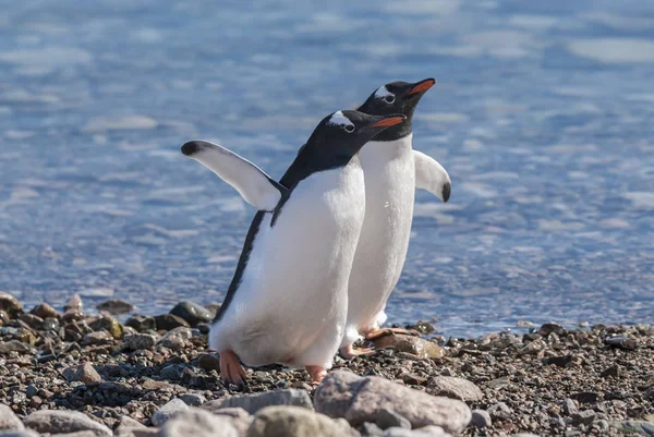 Pinguini Gentoo Antartide — Foto Stock