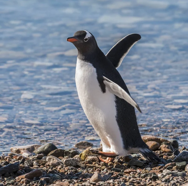 Pinguim Gentoo Porto Neko Península Antártica — Fotografia de Stock