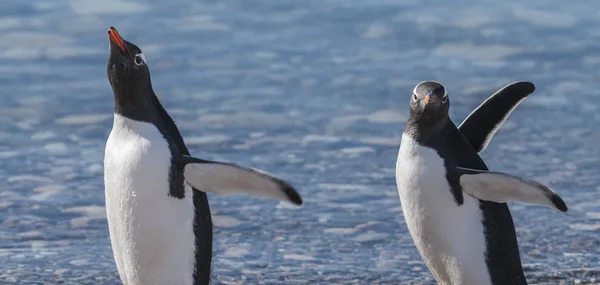 Pinguins Gentoo Antártida — Fotografia de Stock