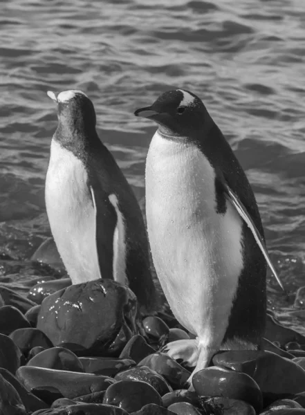 Gentoo Penguins Pygoscelis Papua Neko Harbour Antártida — Fotografia de Stock