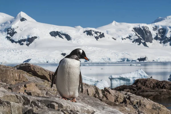 Gentoo Penguin Pygoscelis Papua Neko Harbour Antarctica — 스톡 사진