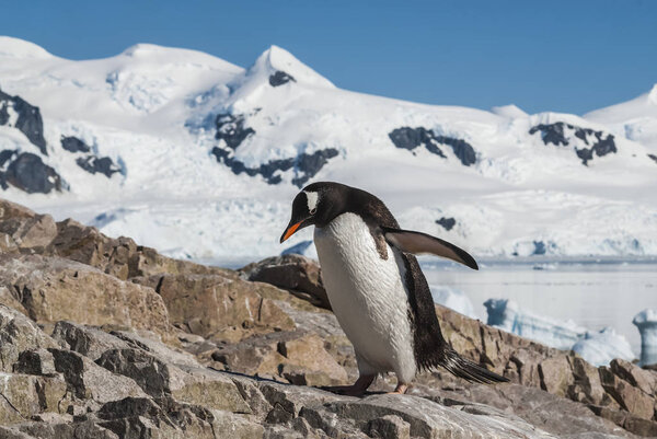  Gentoo Penguin, Pygoscelis papua, Neko Harbour, Antarctica 