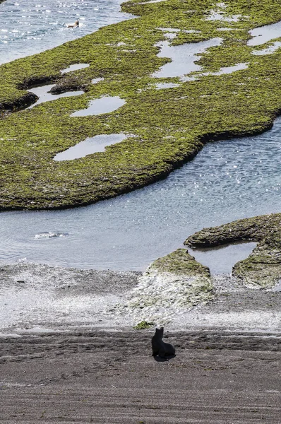 Каменная Отмель Время Отлива Полуостров Вальдес Патагония — стоковое фото
