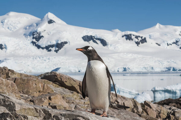  Gentoo Penguin, Pygoscelis papua, Neko Harbour, Antarctica 