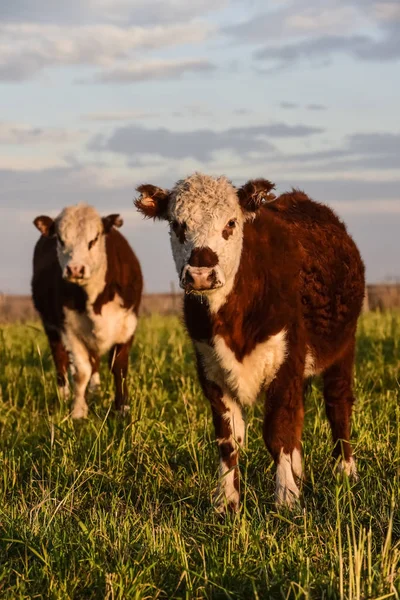 Dirigentes Alimentándose Pasto Natural Provincia Buenos Aires Argentina —  Fotos de Stock