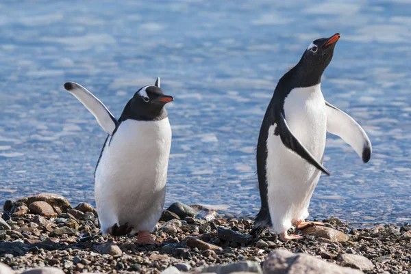 Gentoo Penguins Pygoscelis Papua Neko Harbour Antártida — Fotografia de Stock