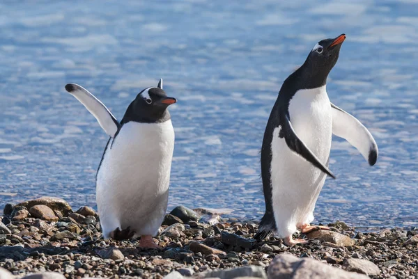 Pingouins Gentils Pygoscelis Papua Neko Harbour Antarctique — Photo