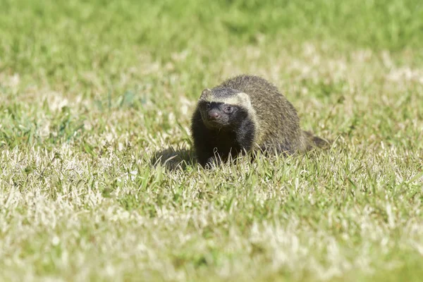 Little Grison Pampas Patagonië Argentinië — Stockfoto