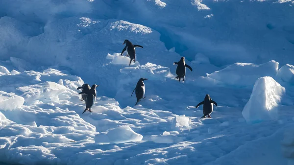 Gentoo Penguins Antarktis — Stockfoto