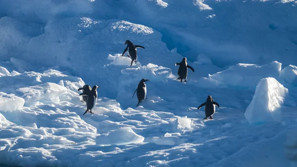 Gentoo Penguins Antarctica — стокове фото