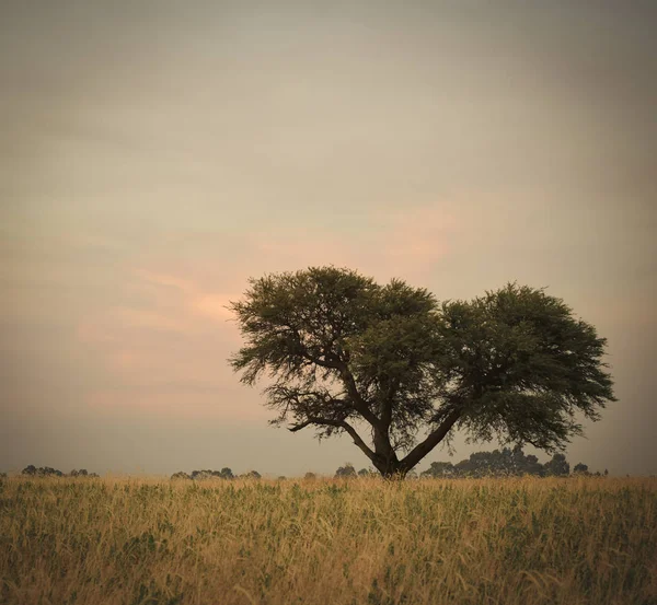 阿根廷巴塔哥尼亚潘帕斯省的典型树 — 图库照片