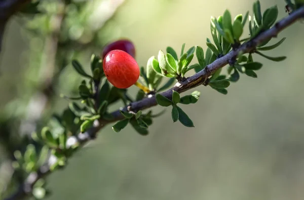 Piquillina Frutti Selvatici Endemici Nella Foresta Pampas Patagonia — Foto Stock