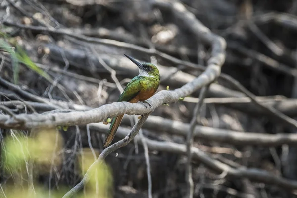 Rufous Suivi Jacamar Pantanal Brésil — Photo