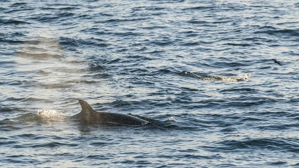 Killer Walvis Antarctische Subesoorten Antarctica — Stockfoto