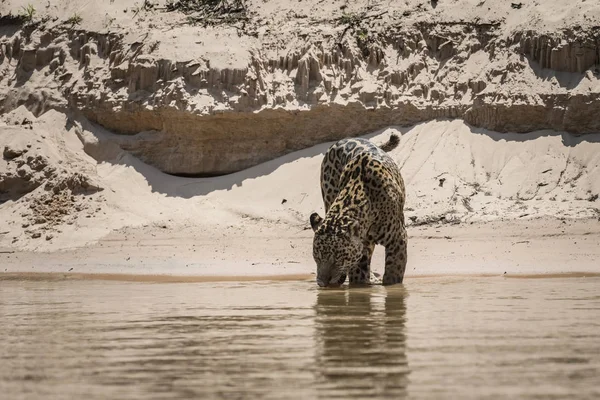 Jaguar Bebiendo Río Cuaiaba Pantanal Mato Grosso Brasil — Foto de Stock